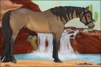 Horse Color:Buckskin 