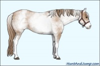 Horse Color:White Spotted Blue Roan Pearl Appaloosa 