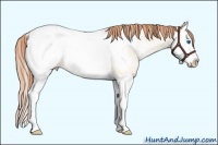 Horse Color:Classic Champagne Roan Pearl Dun Splash Appaloosa Rabicano 