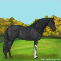 Horse Color:Black and Black