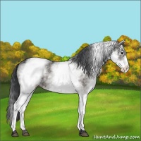 Horse Color:White Spotted Grullo Rabicano  and White Spotted Black Rabicano 