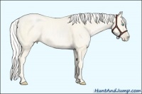 Horse Color:Silver Classic Cream Champagne Pearl Sabino