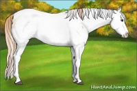 Horse Color:White Spotted Red Dun Rabicano  and White Spotted Red Dun Splash Rabicano 