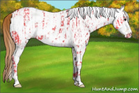 Horse Color:White Spotted Red Dun Rabicano  and White Spotted Red Dun Rabicano 