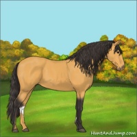 Horse Color:Buckskin
