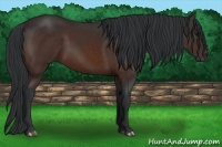 Horse Color:Brown 