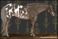 Horse Color:Liver Chestnut Mushroom Appaloosa 