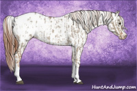 Horse Color:Red Dun Appaloosa  and Red Dun Appaloosa Rabicano 