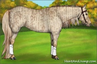 Horse Color:Red Dun  and Palomino Dun 