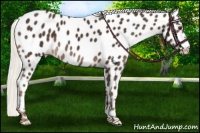 Horse Color:Liver Chestnut Mushroom Near Leopard 