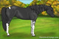 Horse Color:Black Tobiano 