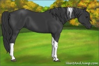 Horse Color:Black Tobiano 