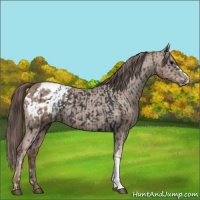 Horse Color:Black Appaloosa  and Classic Champagne Appaloosa 