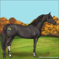 Horse Color:Smoky Black