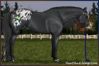 Horse Color:Black Splash Appaloosa 