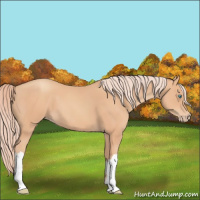 Horse Color:Gray Cremello 