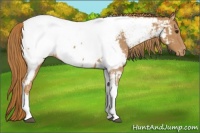 Horse Color:Chestnut Tobiano Appaloosa