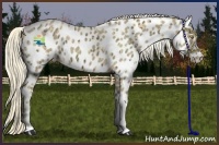Horse Color:Palomino Ice Appaloosa 
