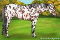 Horse Color:Bay Roan Appaloosa  and Bay Roan Appaloosa 