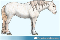 Horse Color:Red Dun Appaloosa  and Gold Champagne Dun Appaloosa 