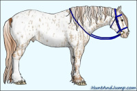 Horse Color:Red Dun Appaloosa  and Gold Champagne Dun Appaloosa 