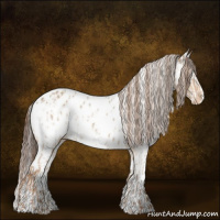 Horse Color:Red Dun Appaloosa  and Gray Red Dun Appaloosa 