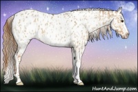Horse Color:Red Dun Appaloosa  and Red Dun Appaloosa 