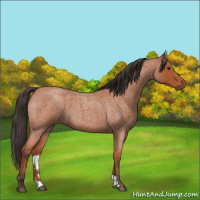 Horse Color:Bay Roan 