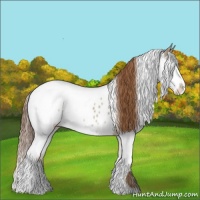 Horse Color:Red Dun Appaloosa and Red Dun Splash Appaloosa