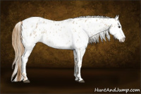 Horse Color:Red Dun Appaloosa  and Red Dun Appaloosa 