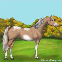 Horse Color:Silver Bay Dun Sabino Tobiano Frame Rabicano 