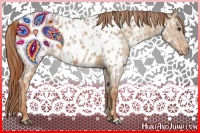 Horse Color:Red Dun Near Leopard  and Red Dun Near Leopard 