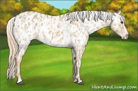 Horse Color:Red Dun Appaloosa and Red Dun Appaloosa