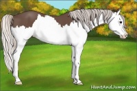 Horse Color:Silver Black Splash