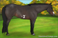 Horse Color:Gray Brown Roan Frame Rabicano 