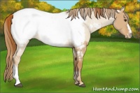Horse Color:Red Dun Appaloosa  and Red Dun Appaloosa 
