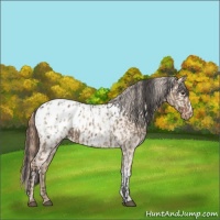 Horse Color:Liver Red Dun Appaloosa  and Red Dun Appaloosa 