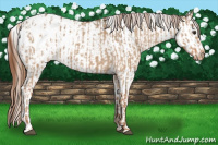 Horse Color:Red Dun Roan Blanket  and Red Dun Roan Blanket 