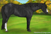 Horse Color:Black  and Gray Black 