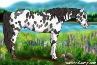 Horse Color:Liver Chestnut Appaloosa 