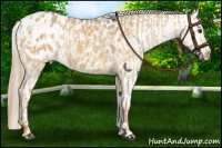 Horse Color:Red Dun Appaloosa  and Red Dun Appaloosa 