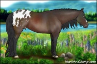 Horse Color:Brown Appaloosa 