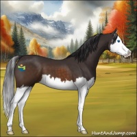 Horse Color:Buckskin Sabino Splash