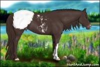 Horse Color:Liver Chestnut Appaloosa 