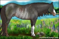 Horse Color:Liver Chestnut Varnish Rabicano 
