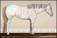 Horse Color:Red Dun Roan Appaloosa  and Red Dun Roan Appaloosa 