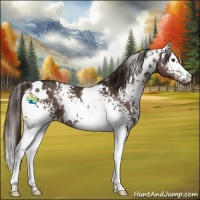 Horse Color:White Spotted Liver Chestnut 