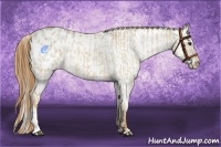 Horse Color:Red Dun Appaloosa  and Red Dun Appaloosa 
