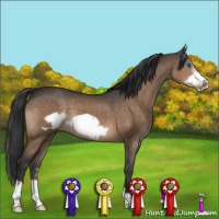 Horse Color:Brown Dun Frame 