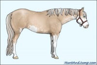 Horse Color:Chocolate Palomino Pearl Sabino